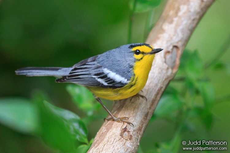 St. Lucia Warbler, Saint Lucia